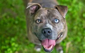 National Dog Fighting Awareness Day â€“ April 8, 2023